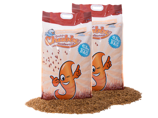 Chubby Mealworms UK