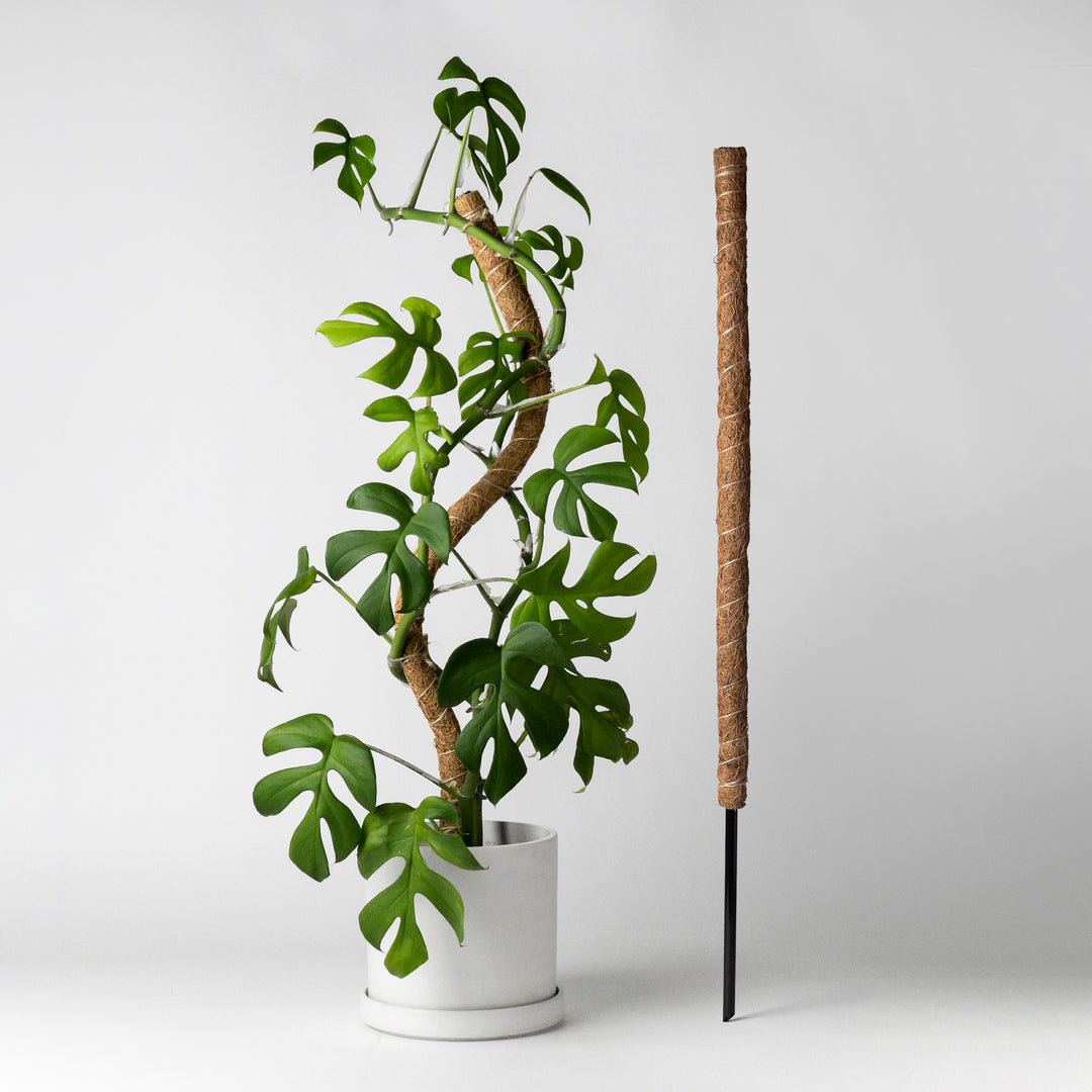 Kanso Designs