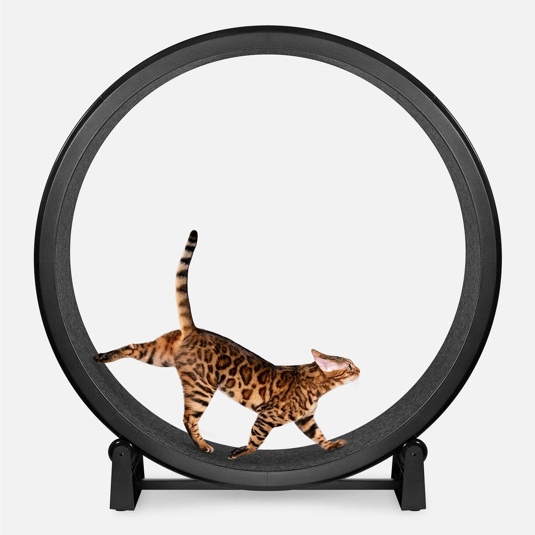 One Fast Cat
