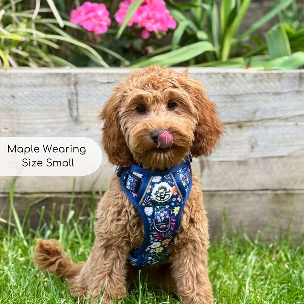 PupClub Couture